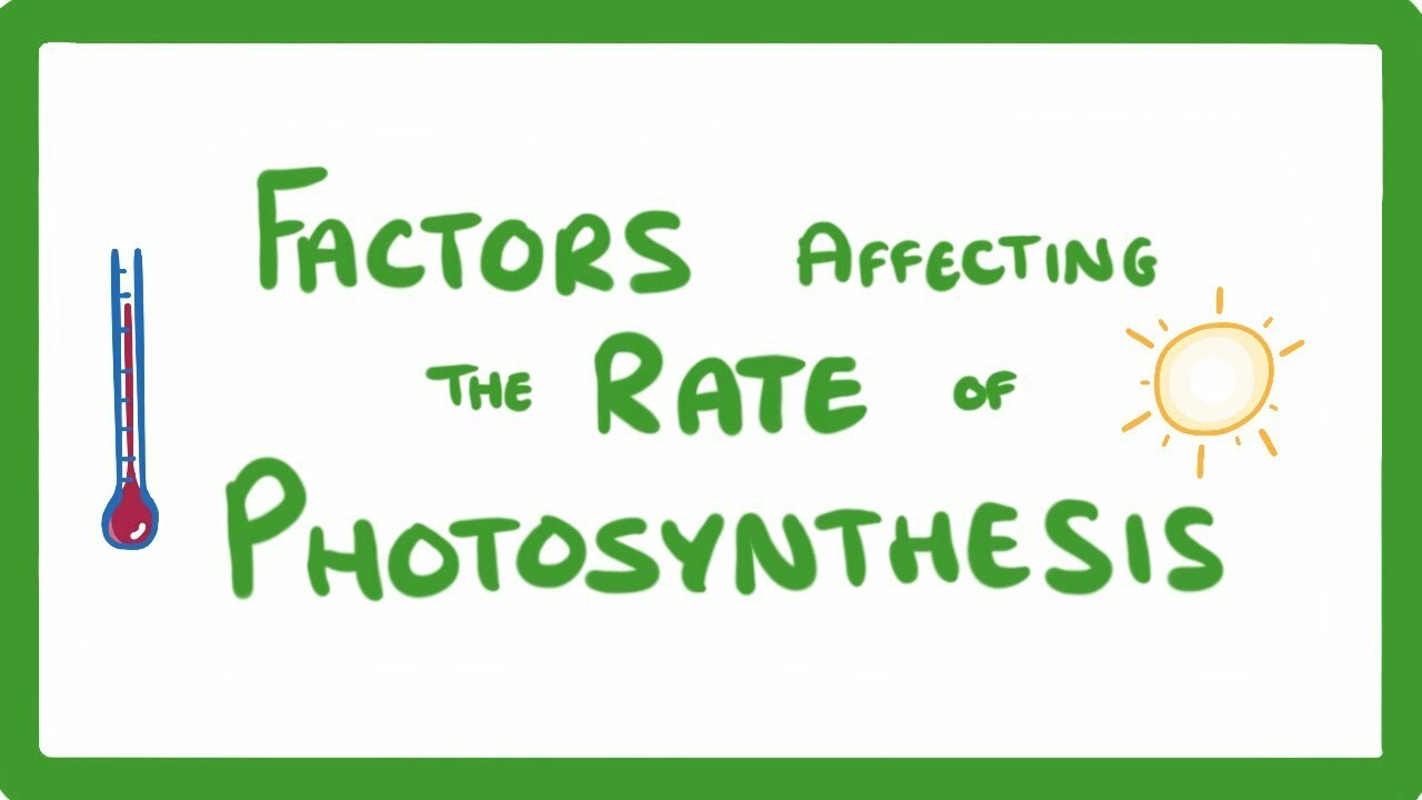 GCSE Biology - Factors Affecting the Rate of Photosynthesis #49